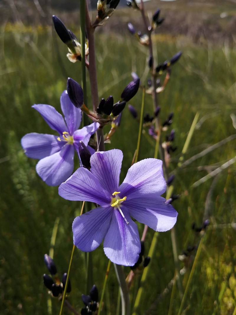 Aristea rigidifolia photo 6