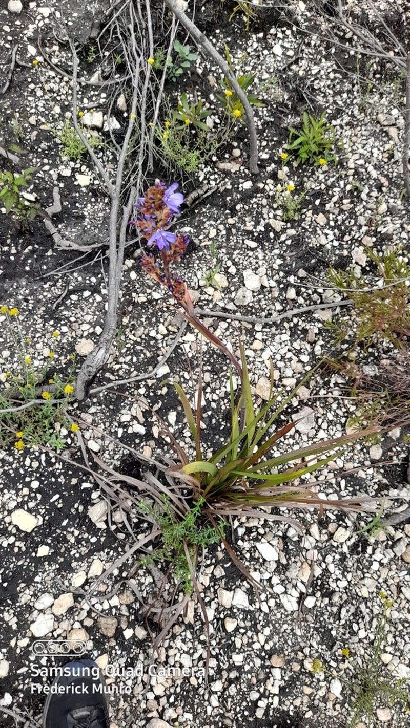 Aristea rufobracteata