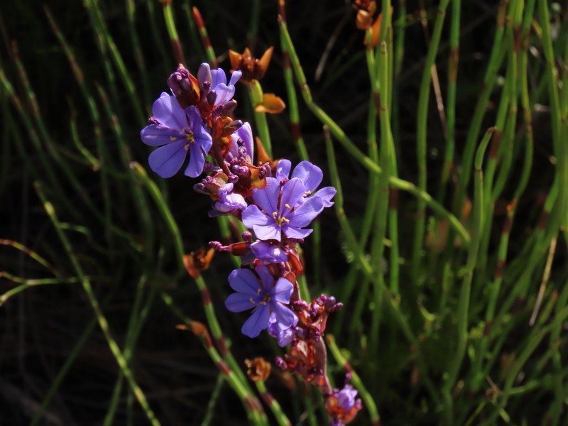 Aristea rufobracteata photo 2