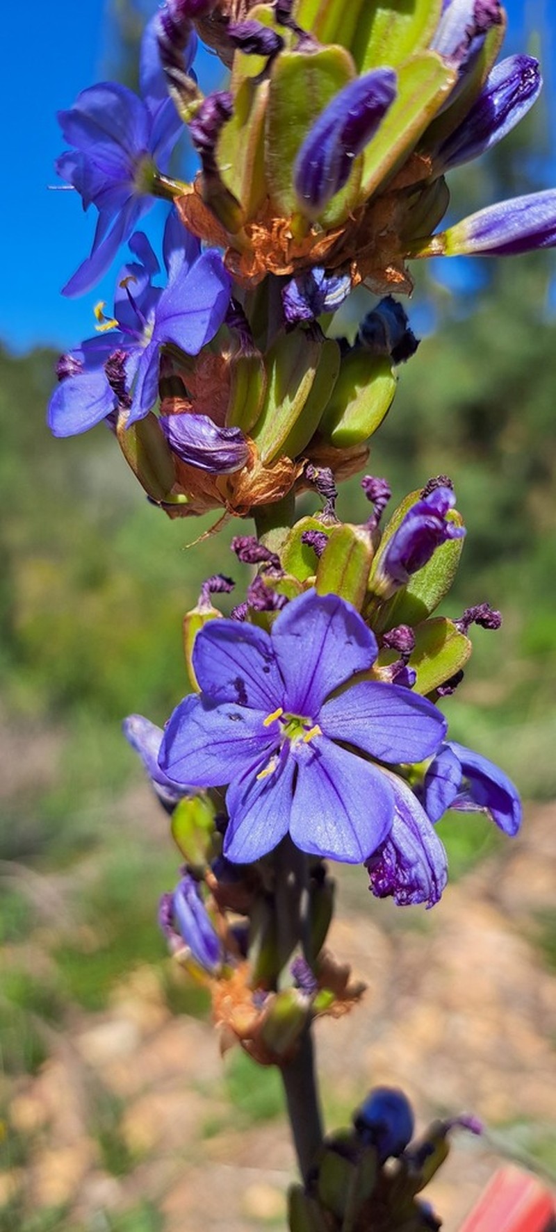 Aristea rufobracteata photo 3