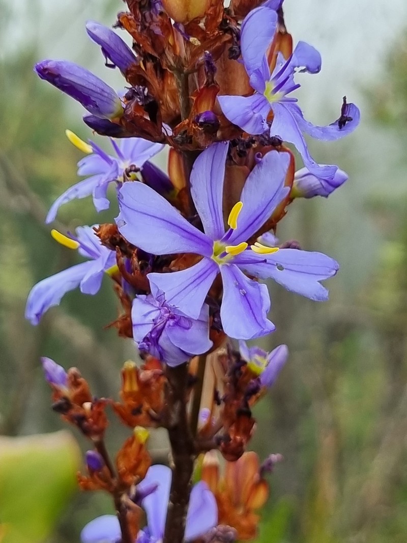 Aristea rufobracteata photo 4