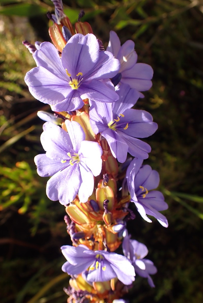 Aristea rufobracteata photo 5