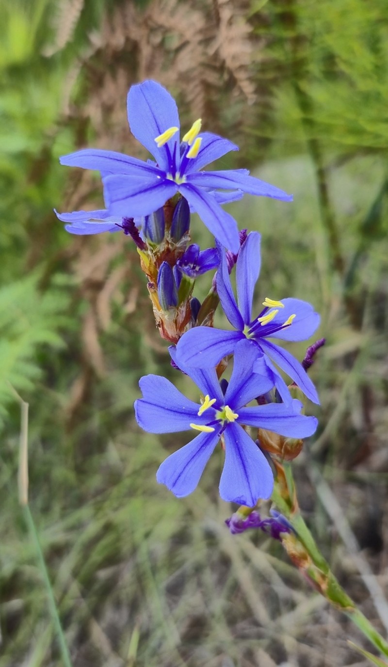 Aristea rufobracteata photo 6
