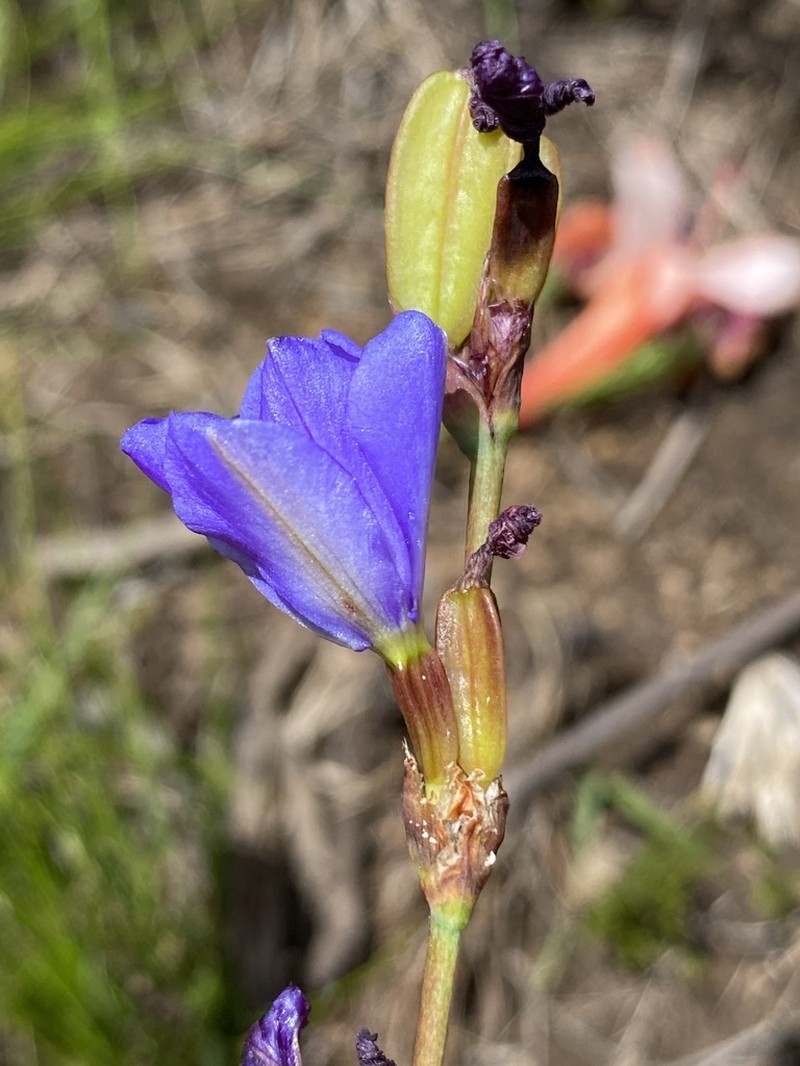 Aristea rufobracteata photo 7