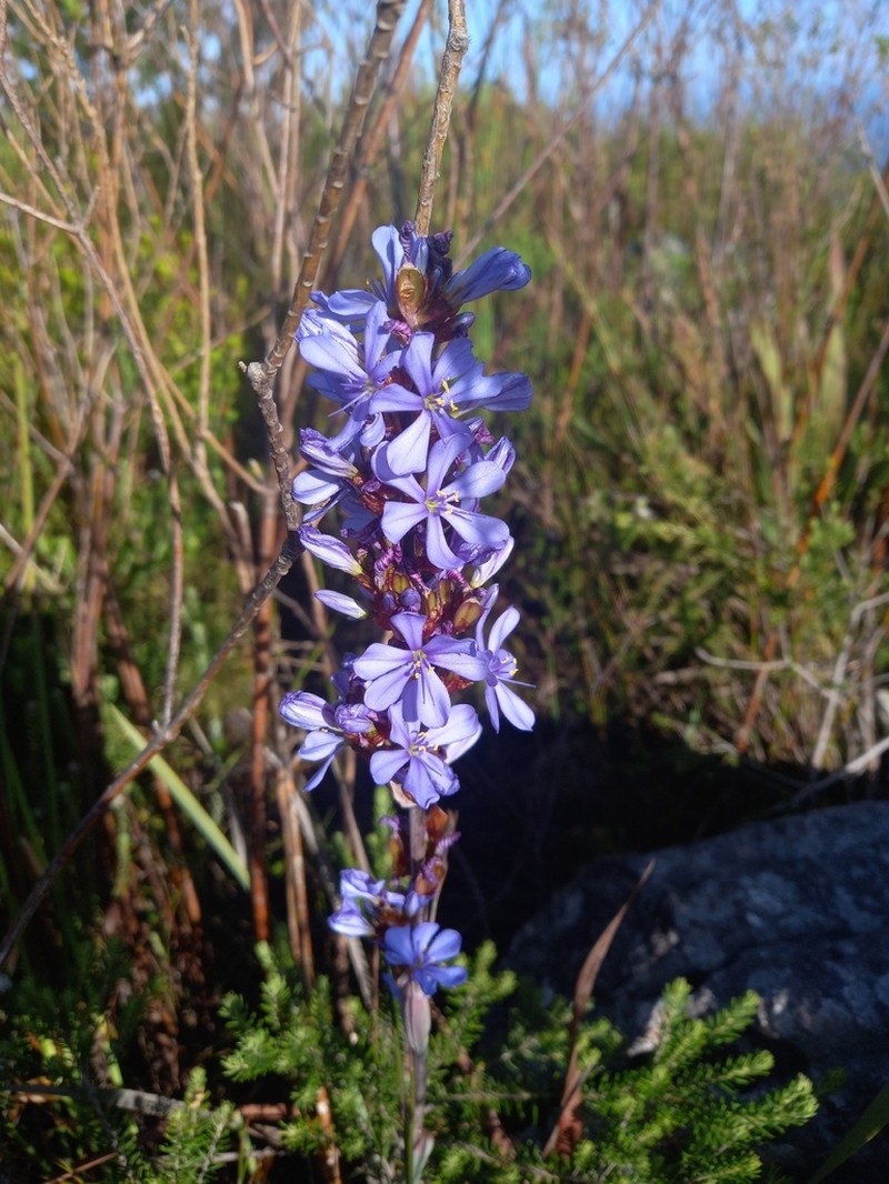 Aristea rufobracteata photo 8