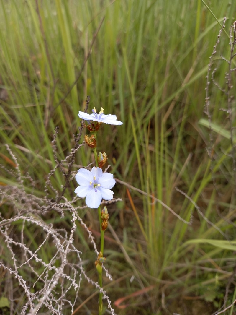 Aristea schizolaena