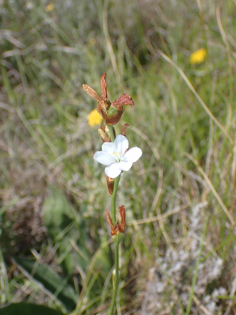 Aristea schizolaena photo 6