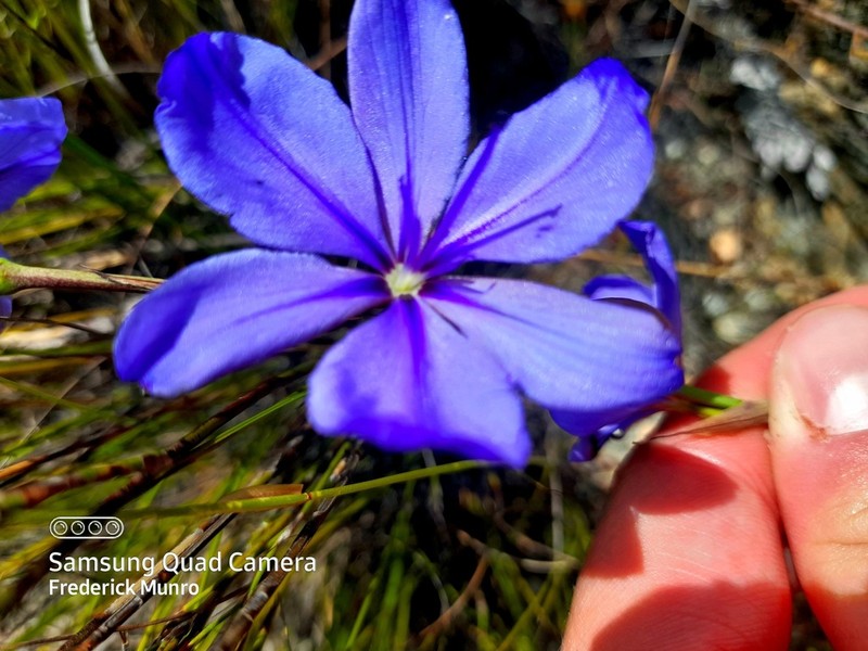 Aristea simplex