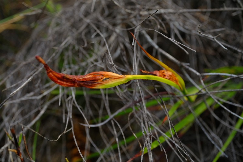 Aristea simplex photo 2