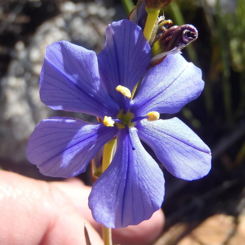 Aristea simplex photo 3
