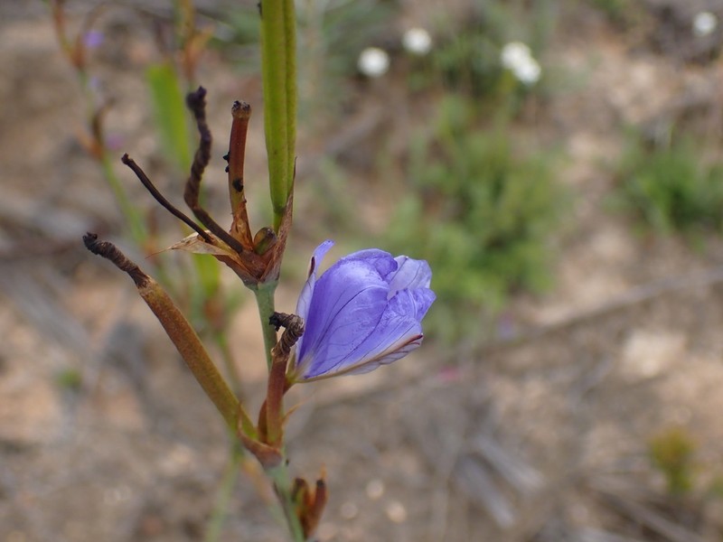 Aristea simplex photo 4