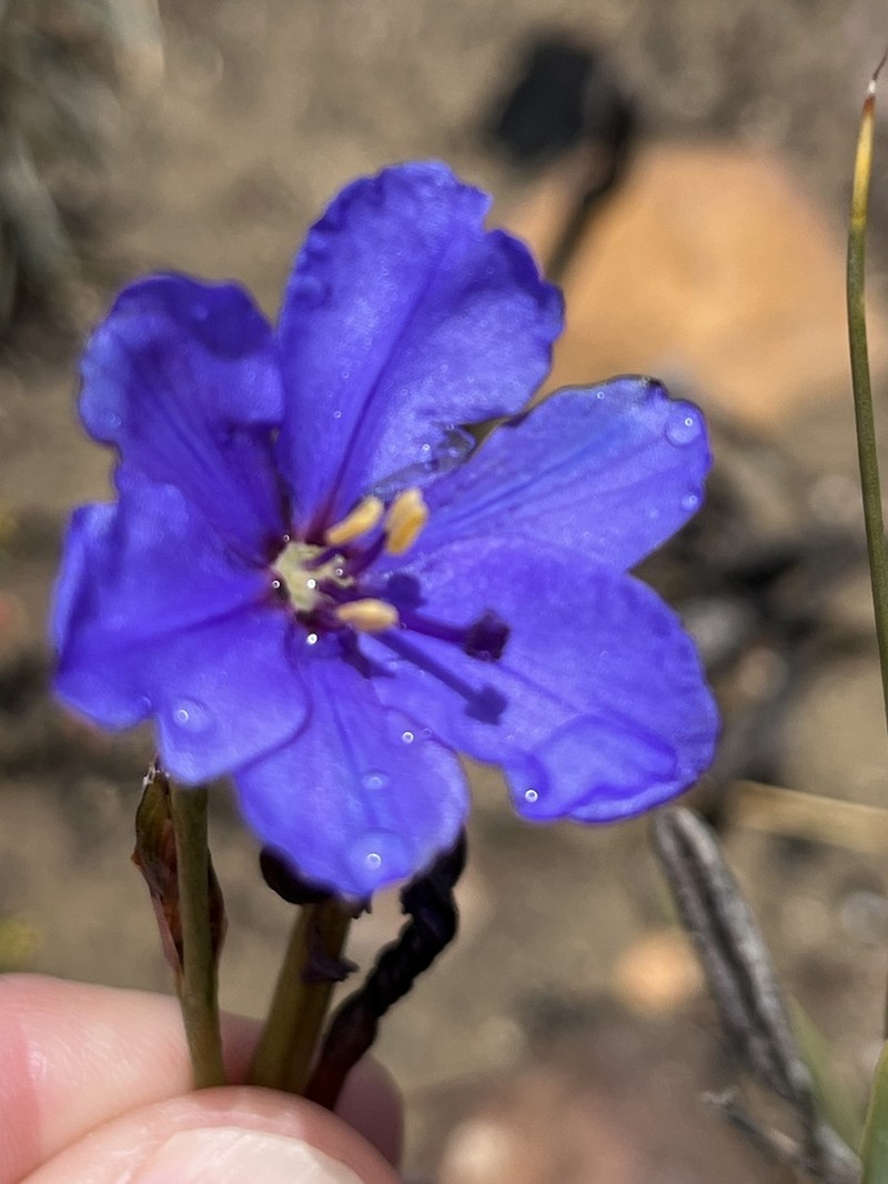 Aristea simplex photo 5