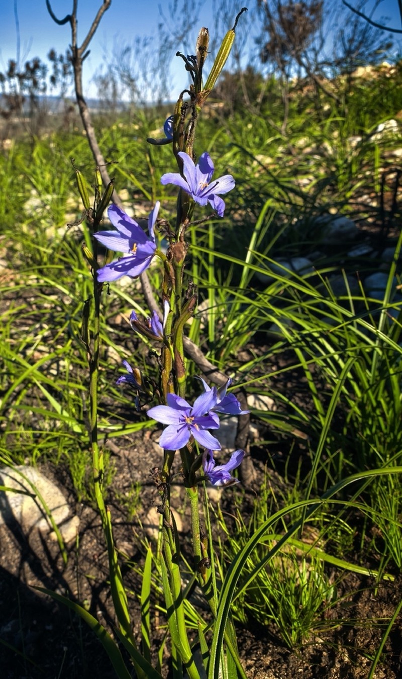 Aristea simplex photo 6