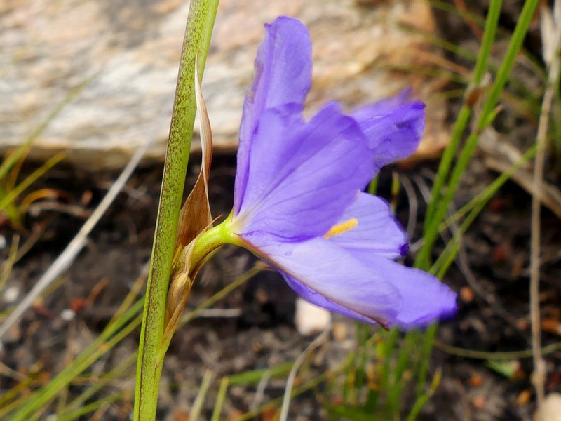 Aristea simplex photo 7