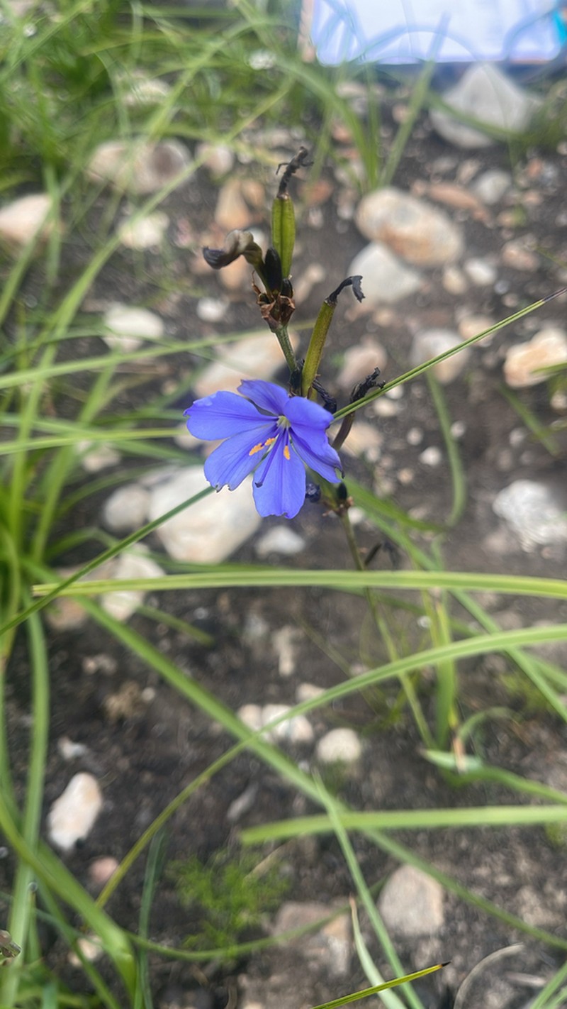 Aristea simplex photo 8