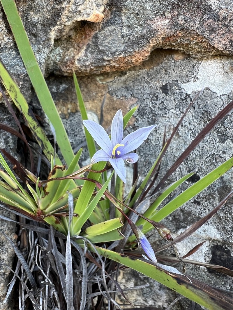 Aristea singularis