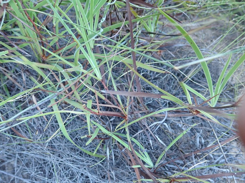 Aristea singularis photo 2