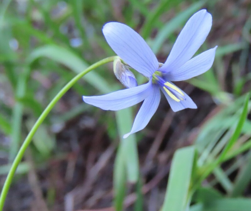 Aristea singularis photo 3