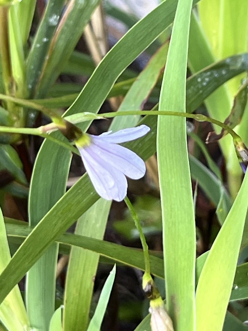 Aristea singularis photo 4