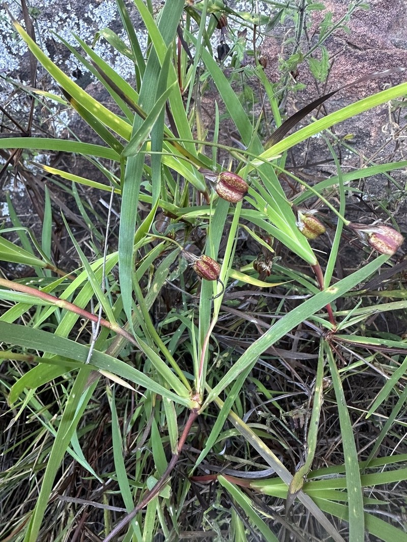 Aristea singularis photo 6