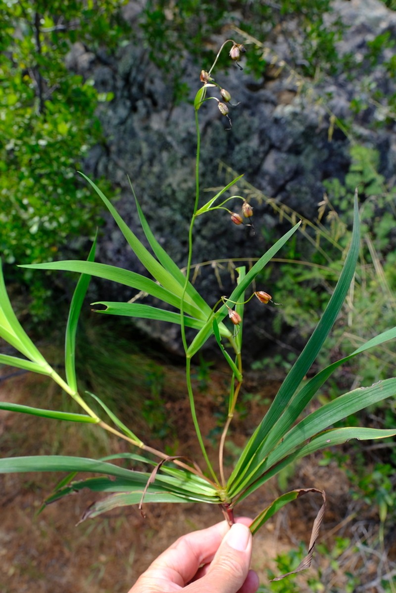 Aristea singularis photo 8