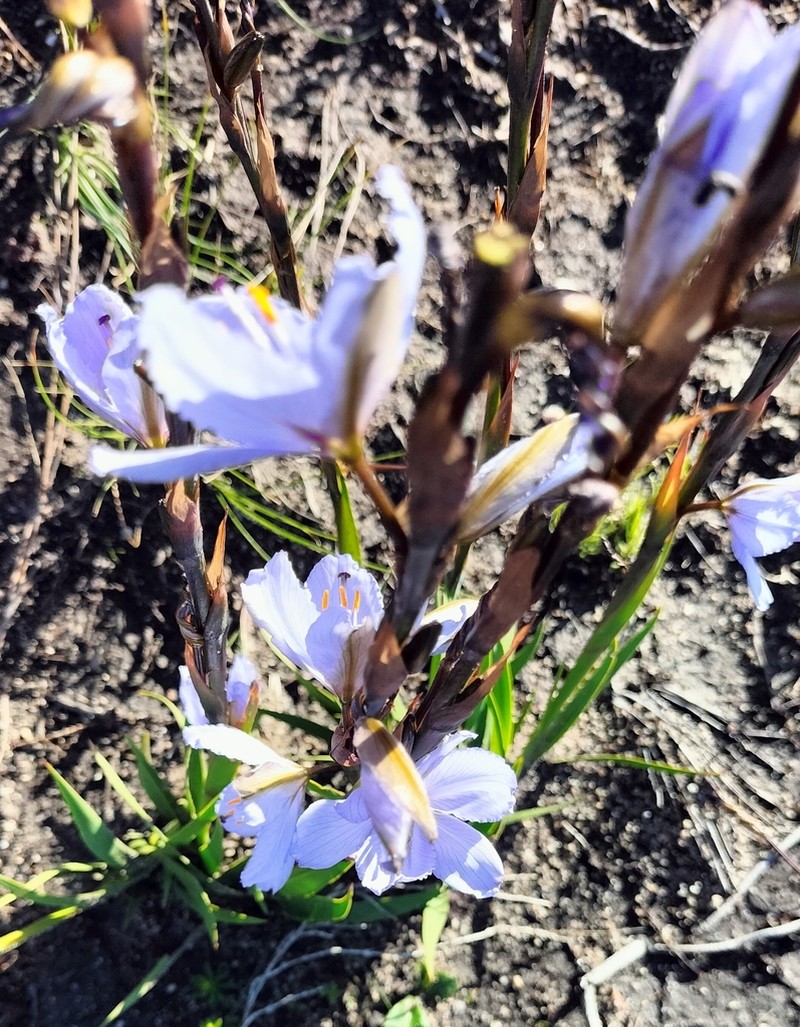 Aristea spiralis