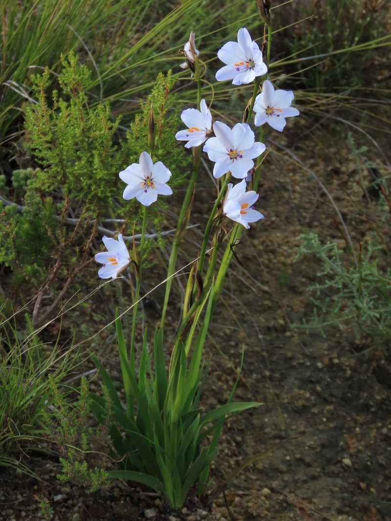 Aristea spiralis photo 2