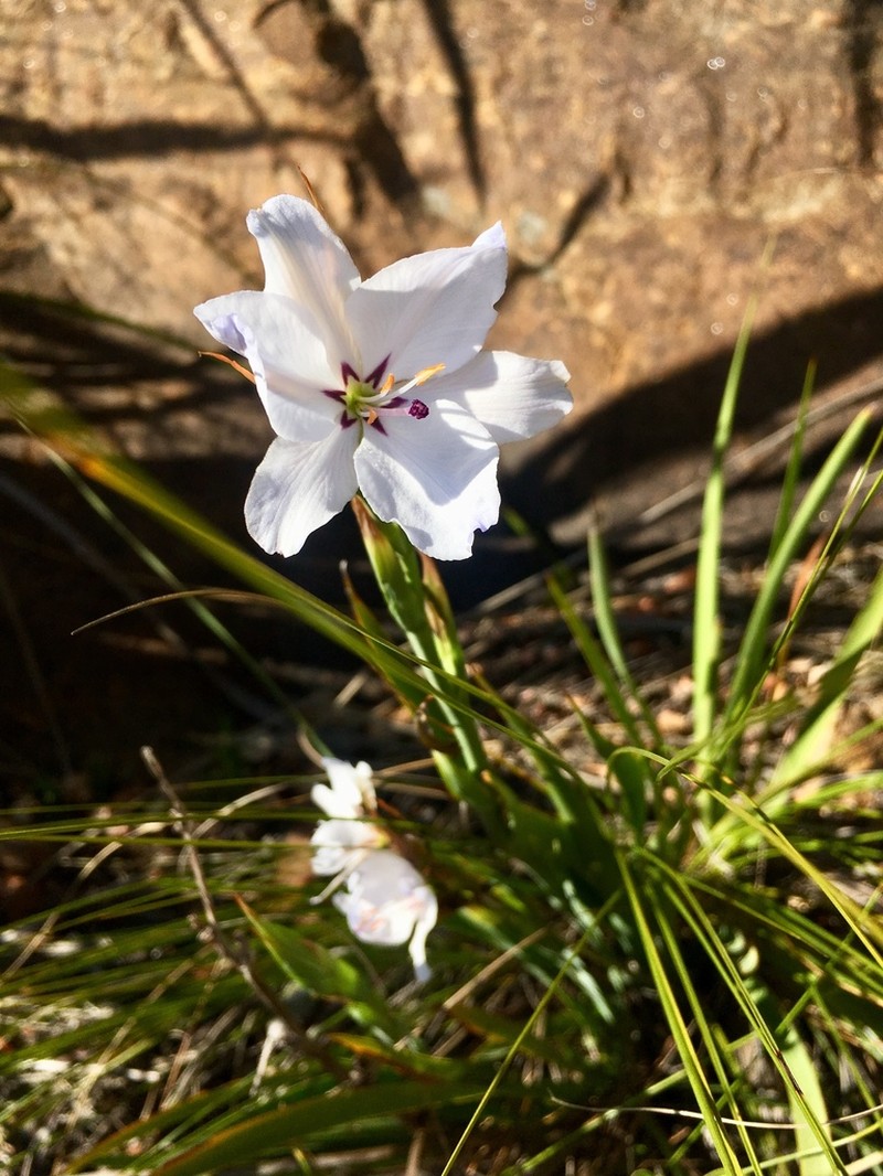 Aristea spiralis photo 3