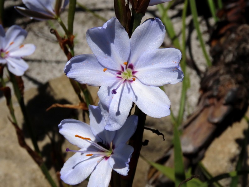 Aristea spiralis photo 4