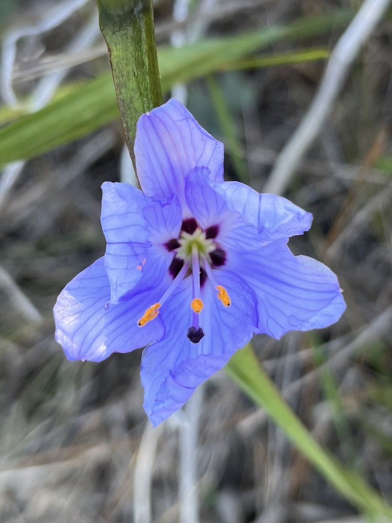 Aristea spiralis photo 5