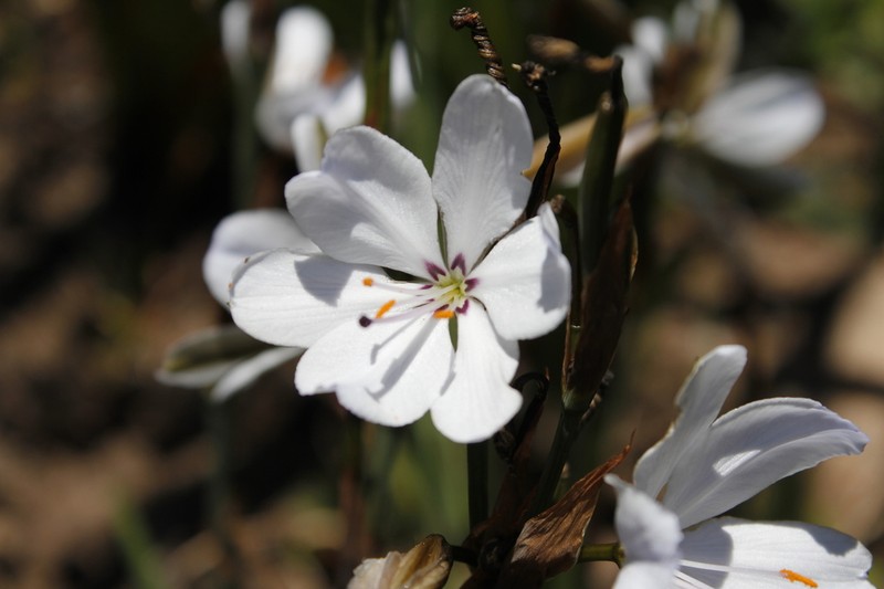 Aristea spiralis photo 6