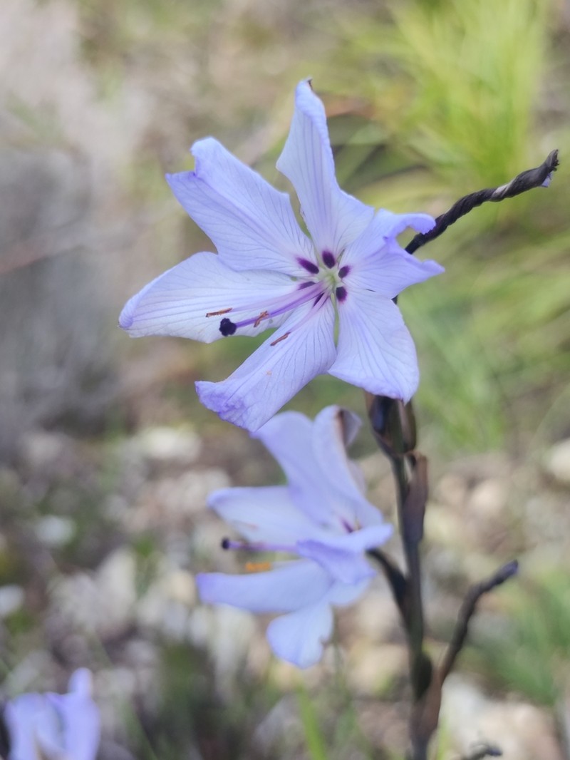 Aristea spiralis photo 7