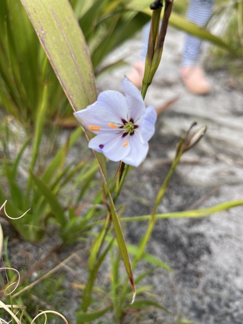 Aristea spiralis photo 8