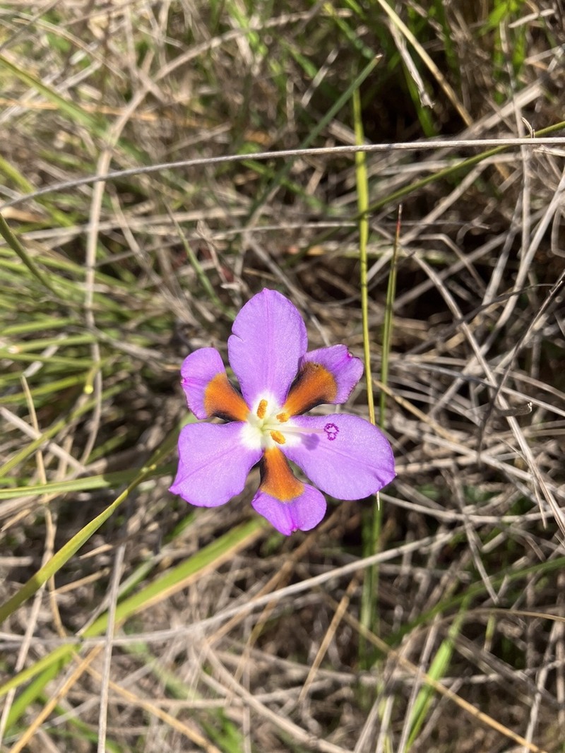 Aristea teretifolia photo 2