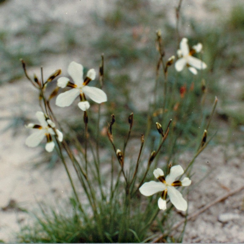Aristea teretifolia photo 3