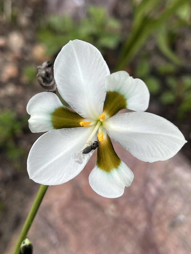 Aristea teretifolia photo 4