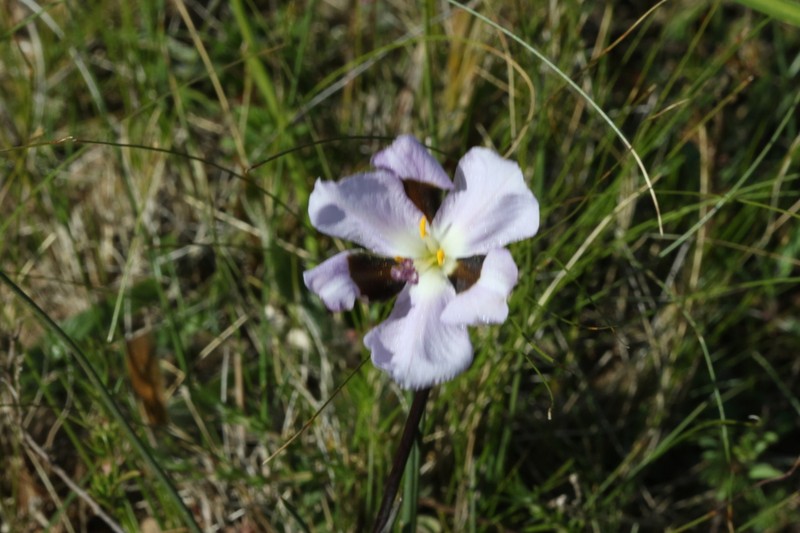 Aristea teretifolia photo 5