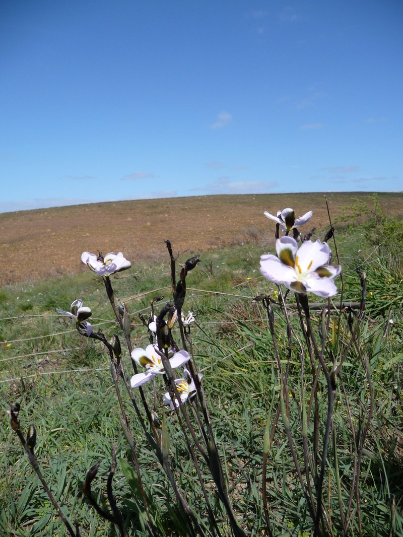 Aristea teretifolia photo 6
