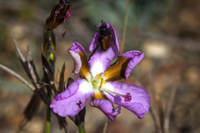 Aristea teretifolia photo 7