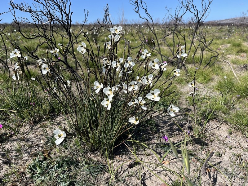 Aristea teretifolia photo 8