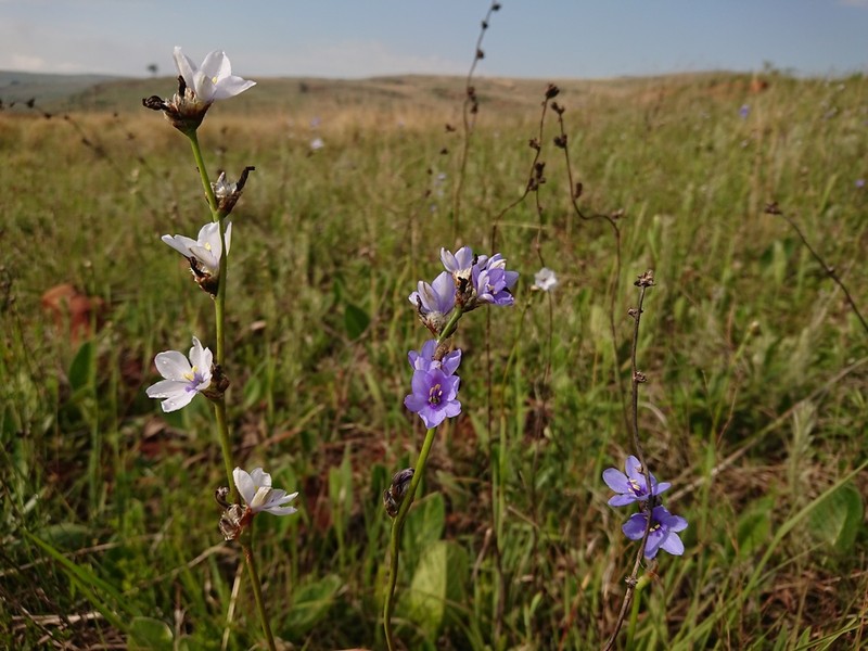 Aristea torulosa