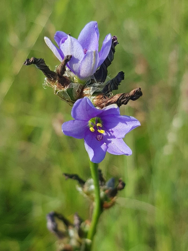 Aristea torulosa photo 3