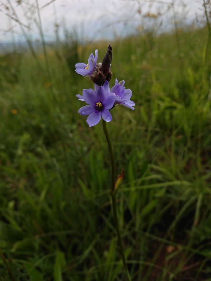 Aristea torulosa photo 4