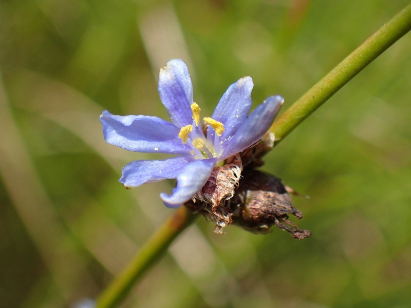 Aristea torulosa photo 5