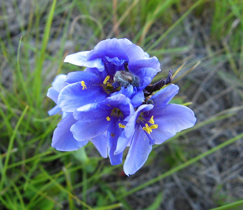 Aristea torulosa photo 7