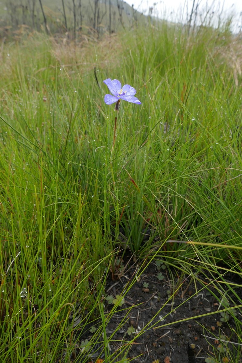 Aristea zeyheri