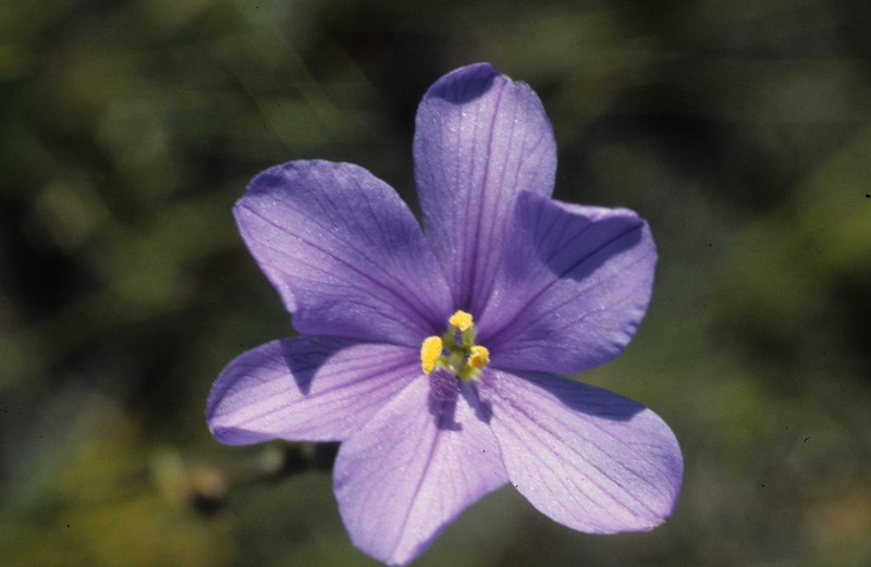 Aristea zeyheri photo 4
