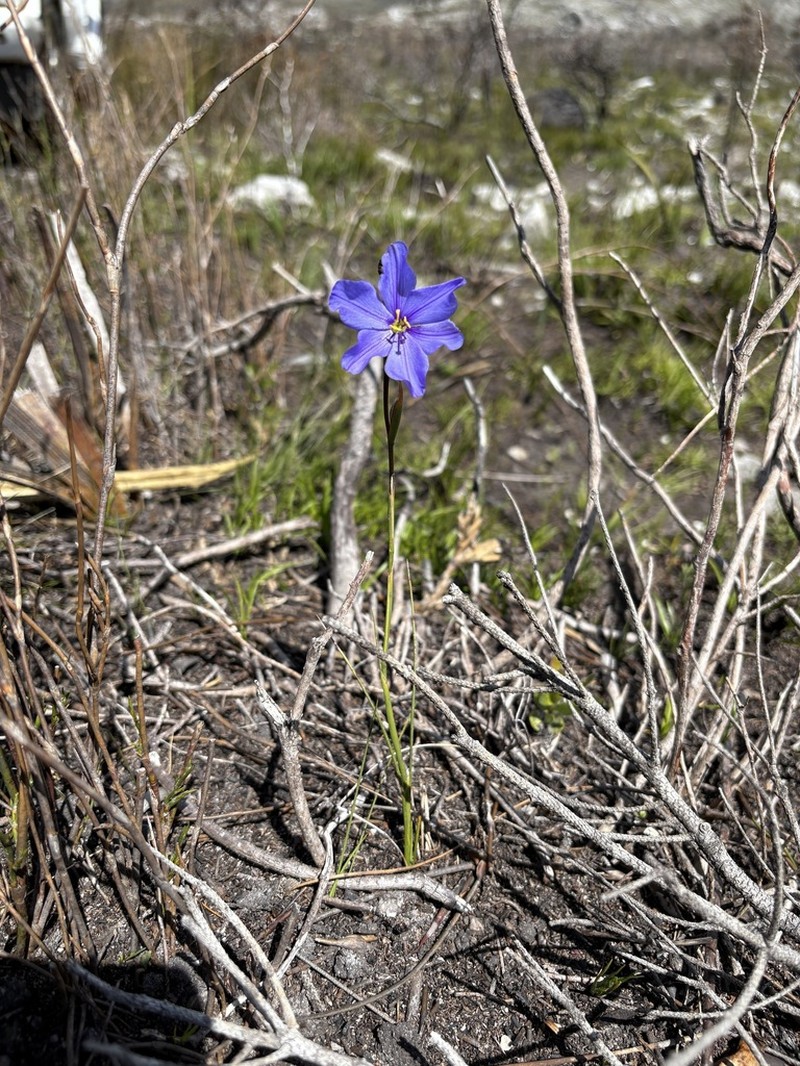 Aristea zeyheri photo 5
