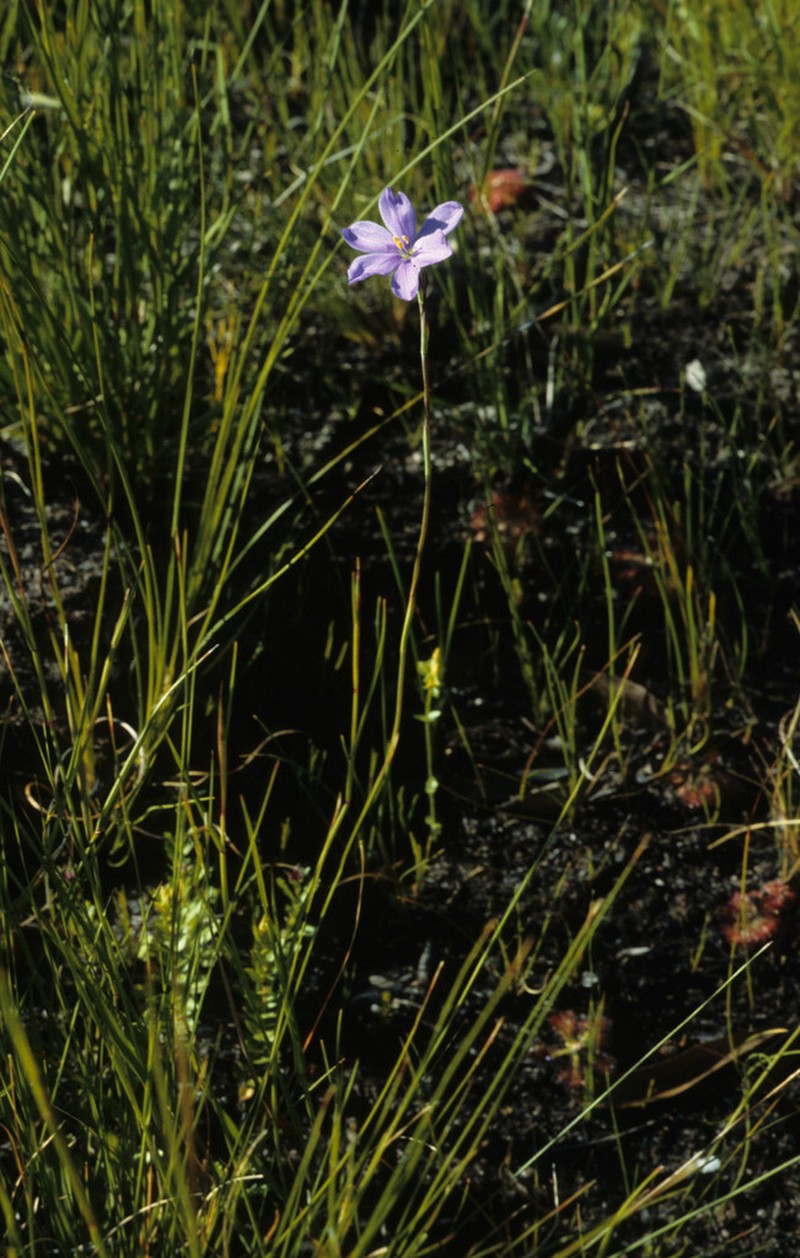 Aristea zeyheri photo 6