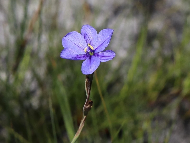 Aristea zeyheri photo 7